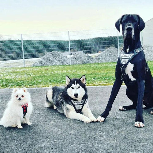 The Metal harness- Personalized!