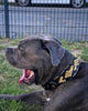 The ''Midas'' Collar Gold for the big dogs