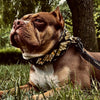 The ''Midas'' Collar Gold for the big dogs