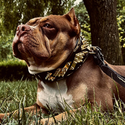 The ''Midas'' Collar Gold for the big dogs