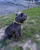The ''Midas'' Collar Gold for the big dogs