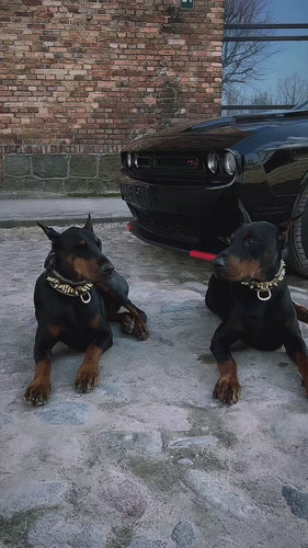 The ''Midas'' Collar Gold for the big dogs