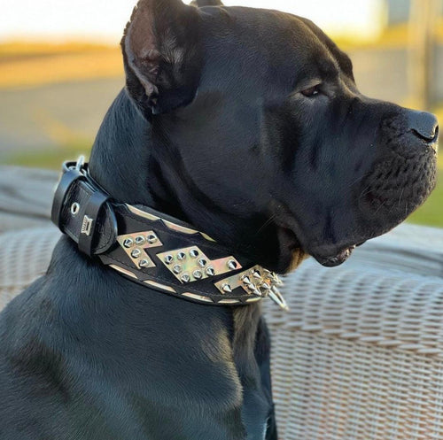 The ''Midas'' Collar Silver medium to giant dogs