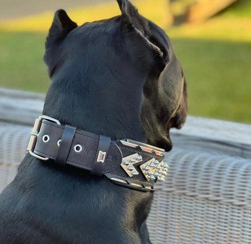 The ''Midas'' Collar Silver medium to giant dogs