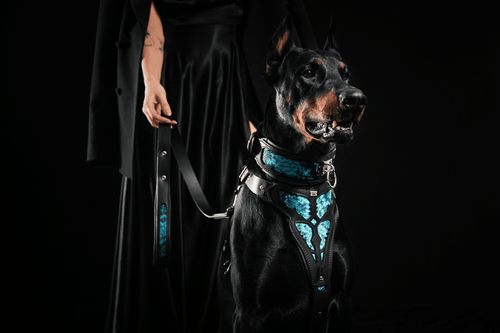 The ''Morelia Python'' leash Eye-Catching