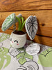 Alocasia Silver Dragon Plush Keychain