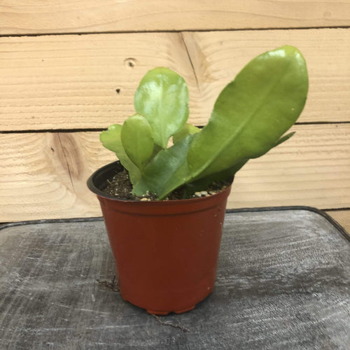 Epiphyllum Queen of the Night, 4 Plant