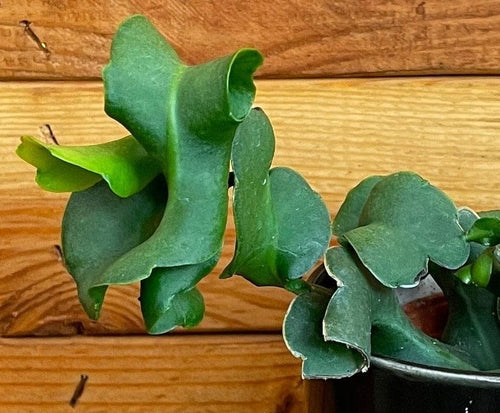 Epiphyllum Curly Locks, 4 Plant