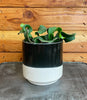 Epiphyllum Curly Locks, 4 Plant