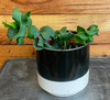 Epiphyllum Curly Locks, 4 Plant