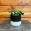 Epiphyllum Curly Locks, 4 Plant