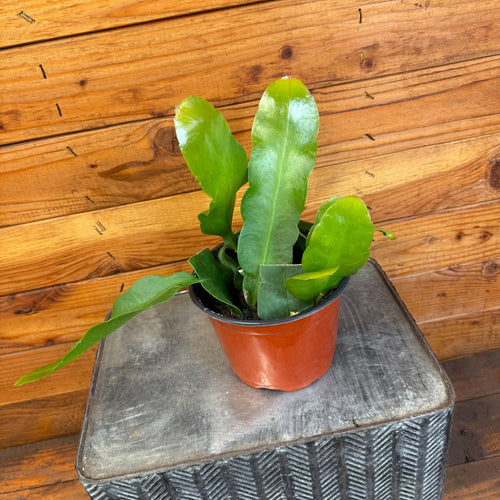 Epiphyllum Queen of the Night, 6 Plant