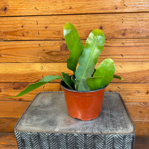 Epiphyllum Queen of the Night, 6 Plant