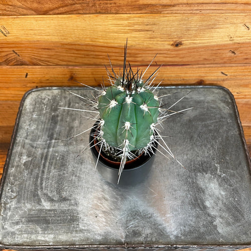 Pachycereus Pringlei, 2 Plant