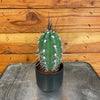 Pachycereus Pringlei, 2 Plant