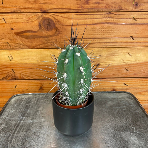 Pachycereus Pringlei, 2 Plant