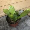 Epiphyllum Queen of the Night, 4 Plant