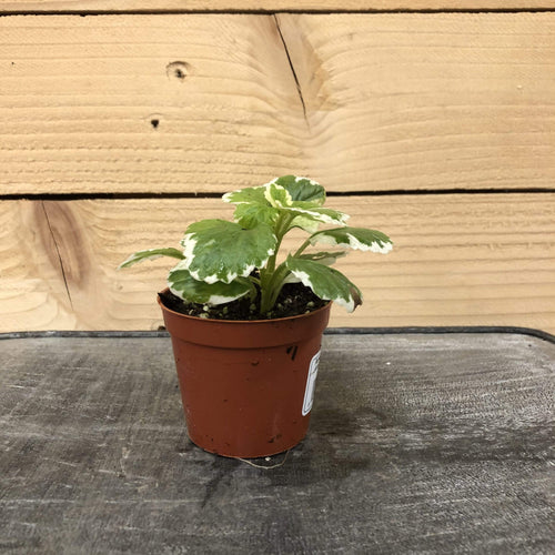 Plectranthus Swedish Ivy Mint, 2 Plant