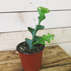 Selenicereus Anthonyanus Fishbone Cactus, 4 Plant