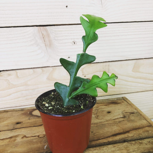 Selenicereus Anthonyanus Fishbone Cactus, 4 Plant
