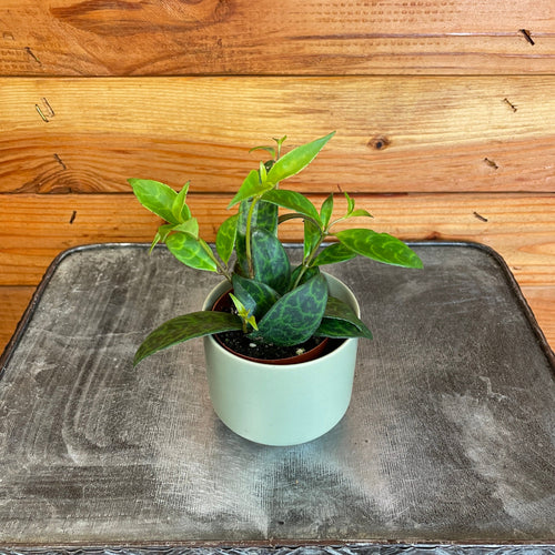 Aeschynanthus Lipstick Black Pagoda, 2 Plant