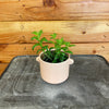 Aeschynanthus Lipstick Buxifolius Box Leaf, 2 Plant