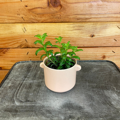 Aeschynanthus Lipstick Buxifolius Box Leaf, 2 Plant