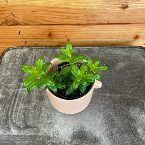 Aeschynanthus Lipstick Buxifolius Box Leaf, 2 Plant