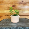 Aeschynanthus Lipstick Buxifolius Box Leaf, 2 Plant