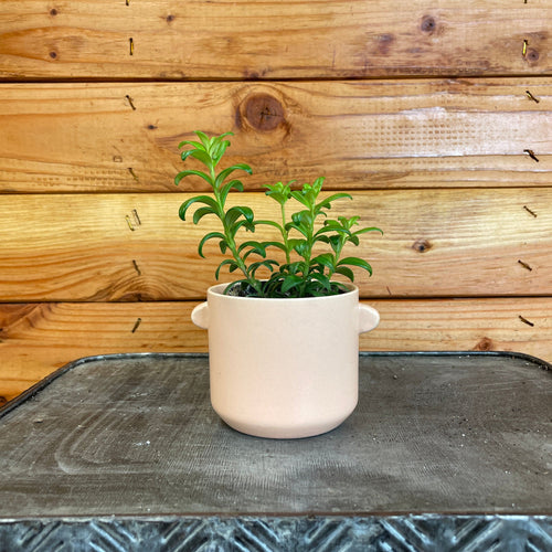 Aeschynanthus Lipstick Buxifolius Box Leaf, 2 Plant