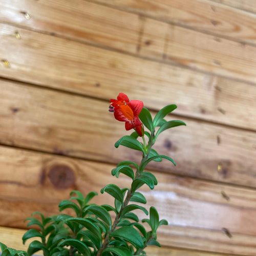 Aeschynanthus Lipstick Buxifolius Box Leaf, 2 Plant