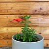 Aeschynanthus Lipstick Buxifolius Box Leaf, 2 Plant