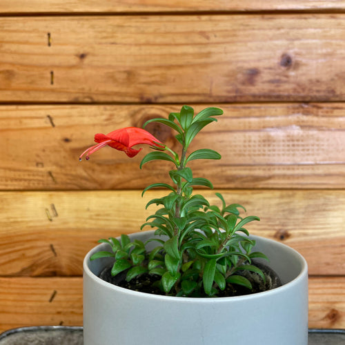 Aeschynanthus Lipstick Buxifolius Box Leaf, 2 Plant