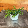 Aeschynanthus Lipstick Gracilis, 2 Plant