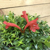 Aeschynanthus Lipstick Japhrolepis, Cuttings x5