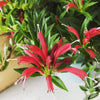 Aeschynanthus Lipstick Purple Star, 2 Plant