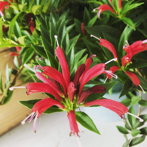 Aeschynanthus Lipstick Purple Star, 2 Plant