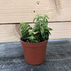 Aeschynanthus Lipstick Twister, 2 Plant
