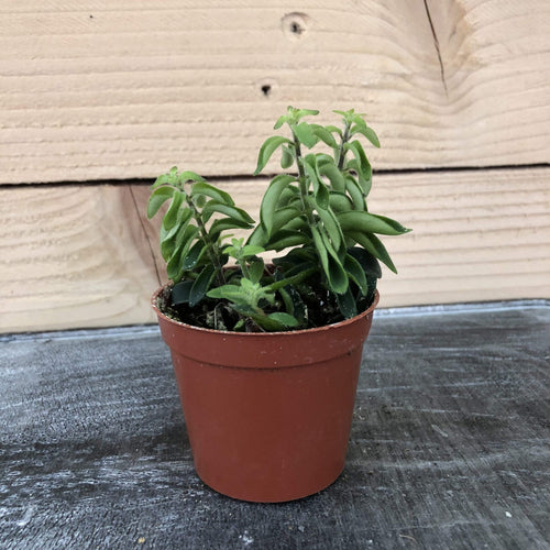 Aeschynanthus Lipstick Twister, 2 Plant
