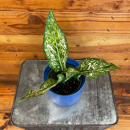 Aglaonema Snow White, 4 Plant