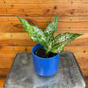 Aglaonema Snow White, 4 Plant