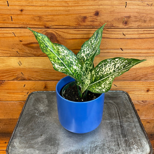 Aglaonema Snow White, 4 Plant