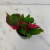 Alternanthera Party Time, 2 Plant