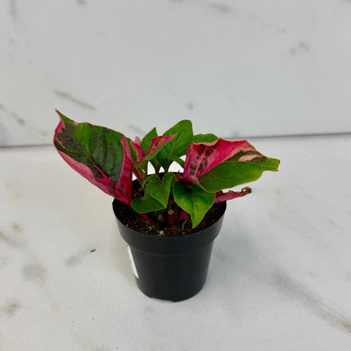 Alternanthera Party Time, 2 Plant