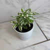 Alternanthera Snow Queen, 4 Plant