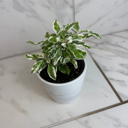 Alternanthera Snow Queen, 4 Plant