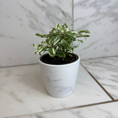 Alternanthera Snow Queen, 4 Plant