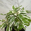 Alternanthera Snow Queen, 4 Plant