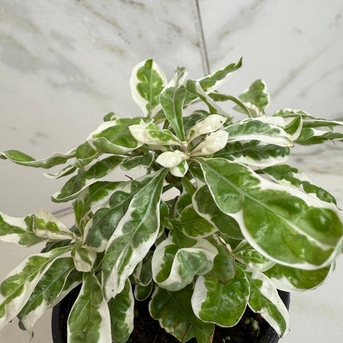 Alternanthera Snow Queen, 4 Plant