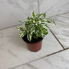 Alternanthera Snow Queen, 4 Plant